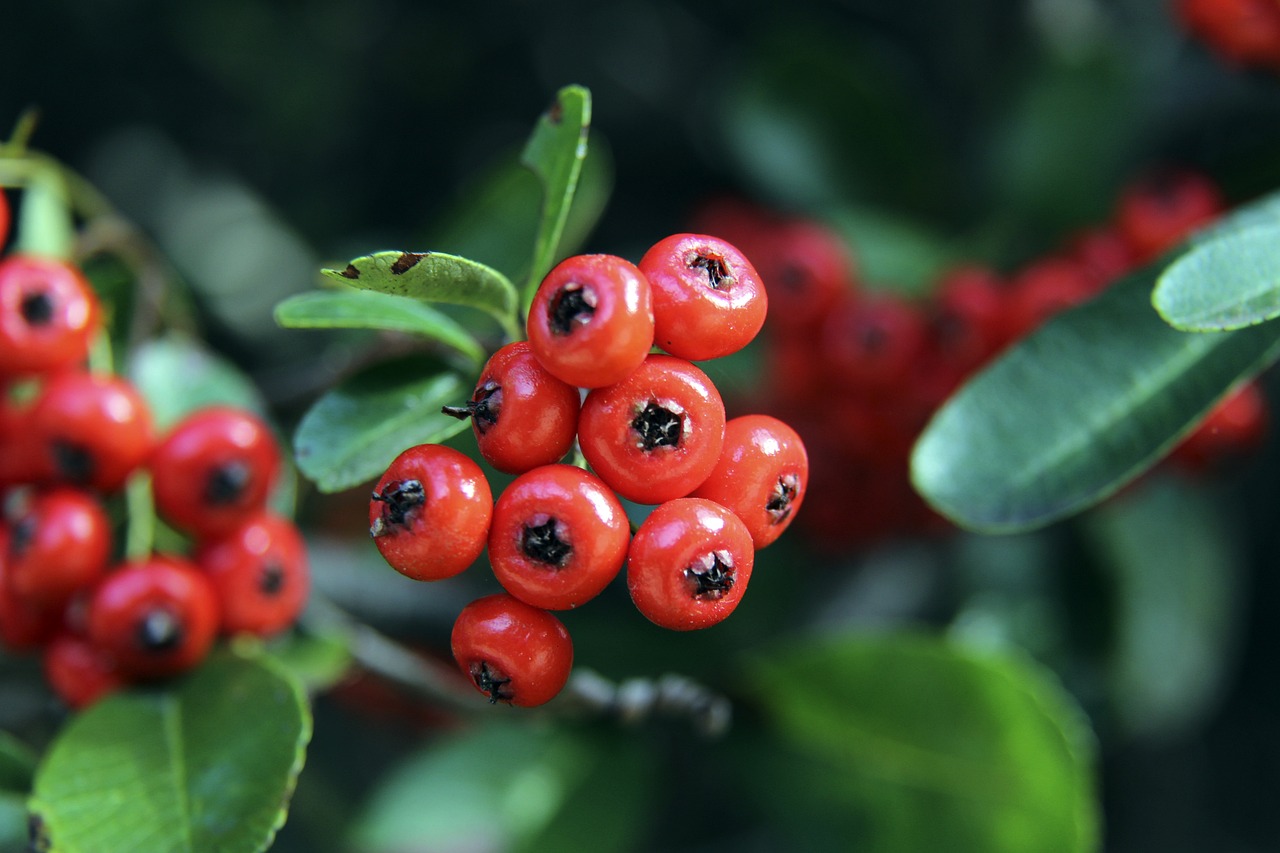 太阳队的德 太阳队的德
